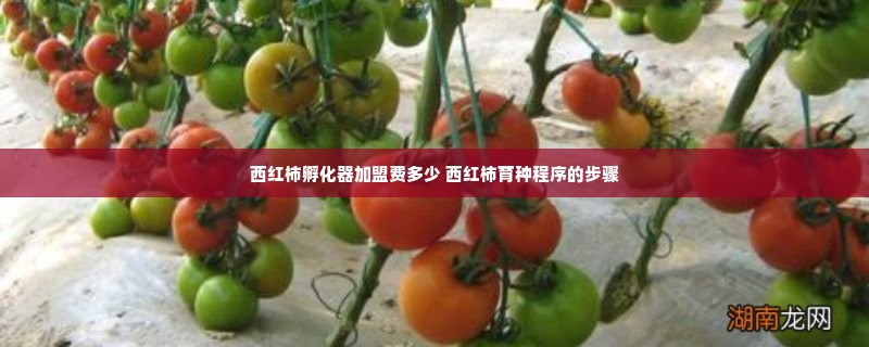 西红柿孵化器加盟费多少 西红柿育种程序的步骤